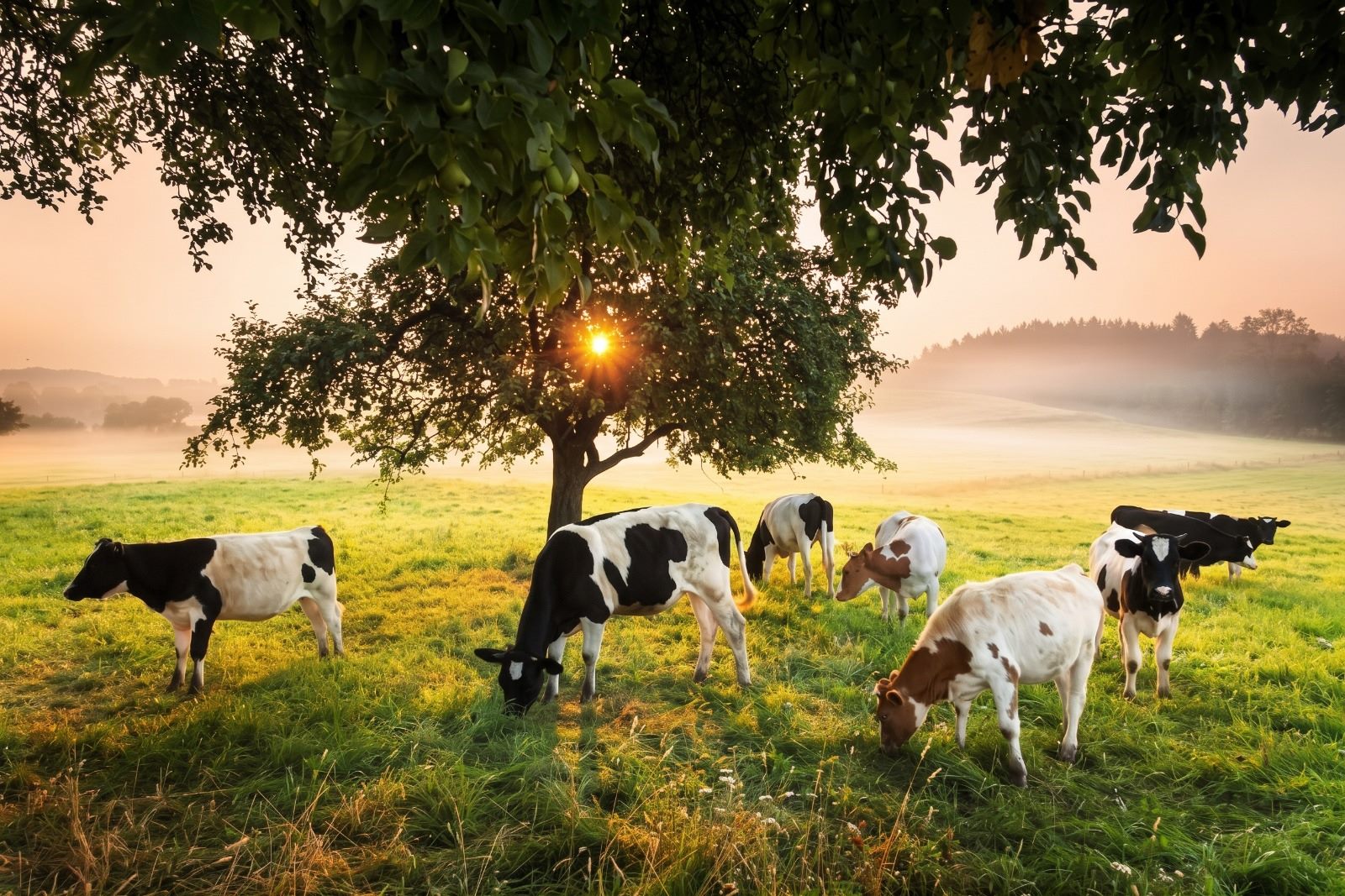 Cows grazing beneath a tree in a misty meadow at sunrise