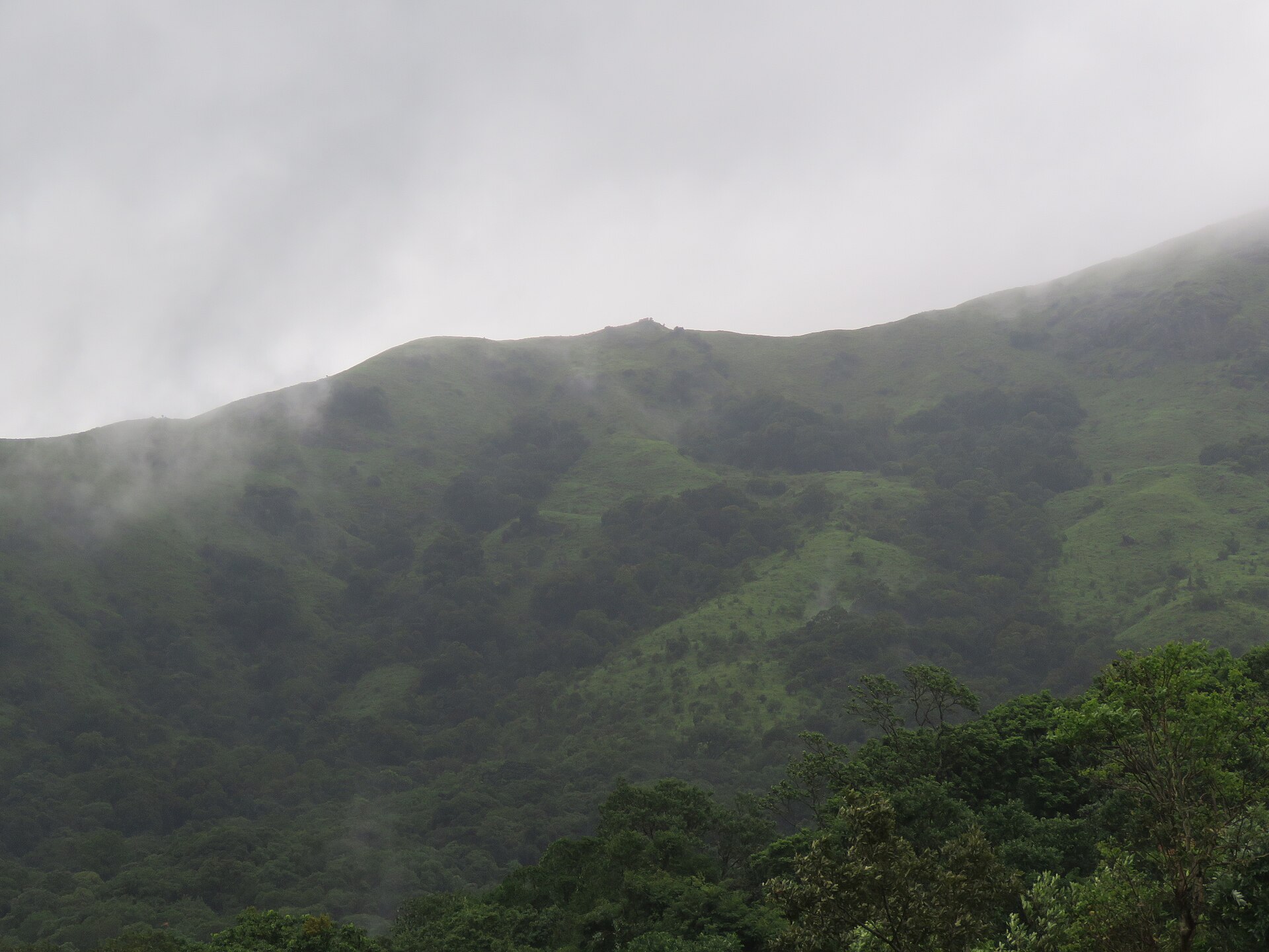 The Brahmagiri range