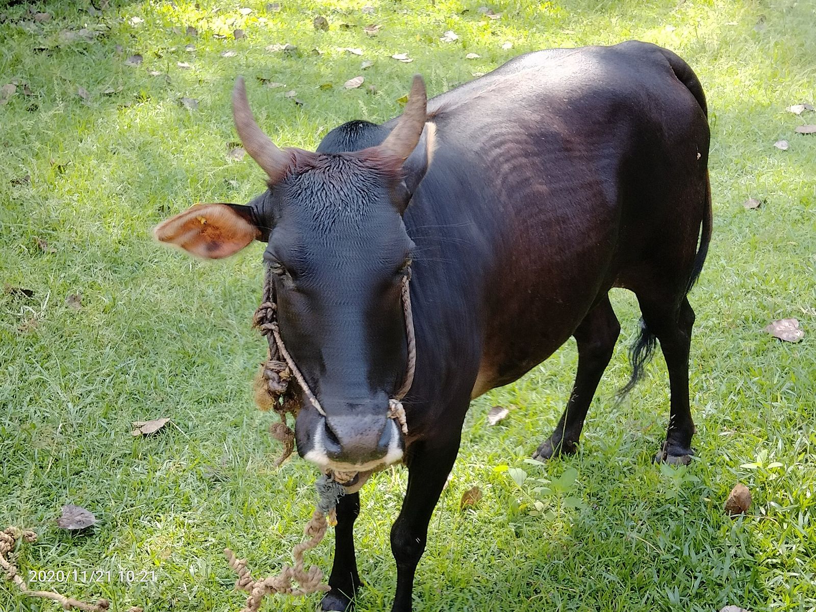 A Kasaragod dwarf cow, an indigenous Kerala breed