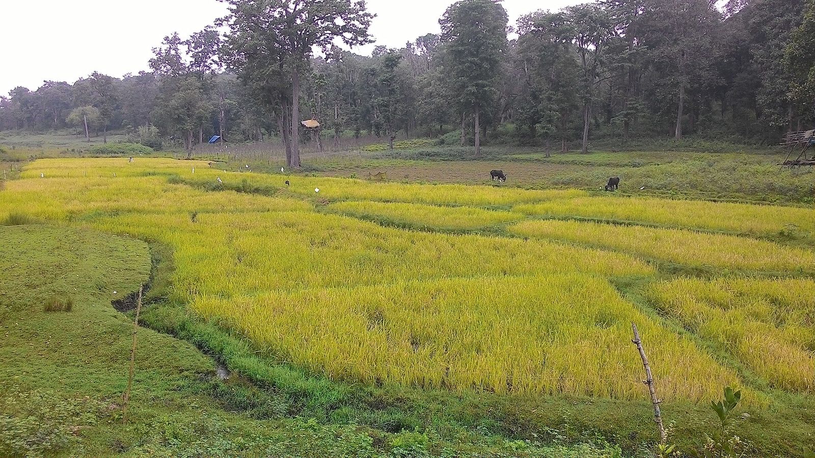 Paddy fields at Kattikulam, on the road to Thirunelly