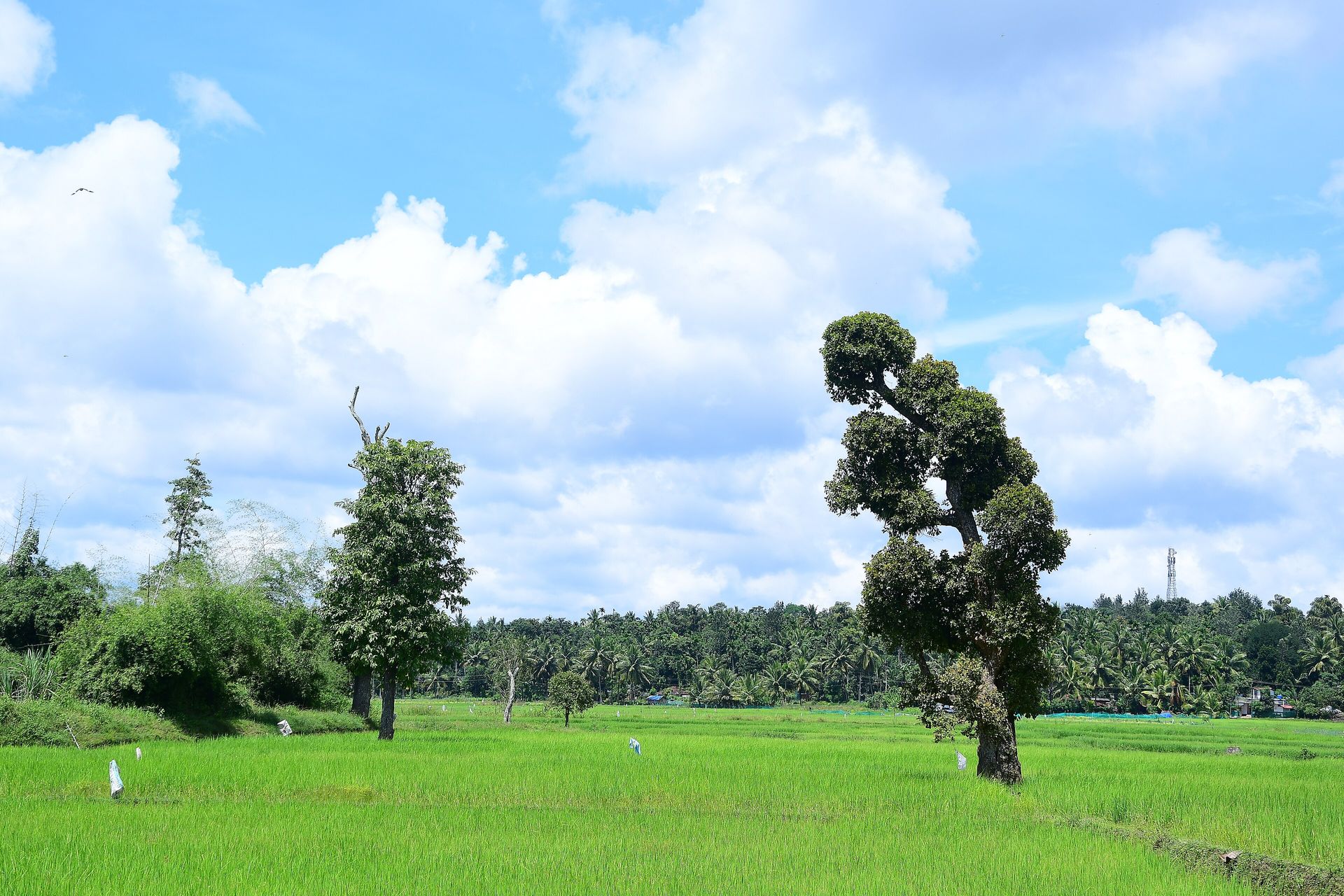 Paddy fields in Wayanad
